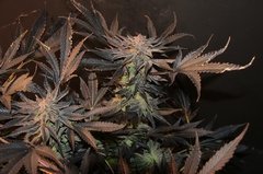 Chocolate zkittles 8 semaines de floraison
