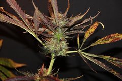 Dos Si Dos cake 8 semaines de floraison