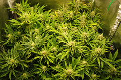 Fast Flowering Green Crack de HSO