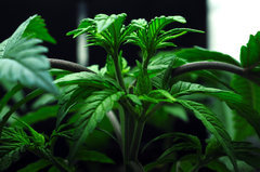 Red Hot Cookies de Sweet Seeds