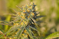 Fast Flowering Green Crack de HSO