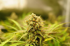 Fast Flowering Green Crack de HSO