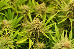 Fast Flowering Green Crack de HSO