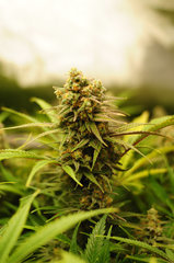 Fast Flowering Green Crack de HSO