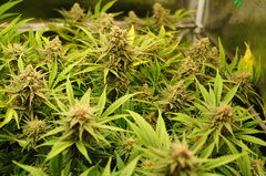 Fast Flowering Green Crack de HSO