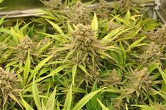 Fast Flowering Green Crack de HSO