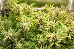Fast Flowering Green Crack de HSO