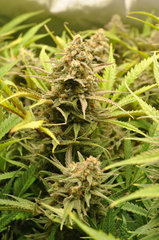 Fast Flowering Green Crack de HSO