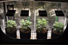 Red Hot Cookies de Sweet Seeds