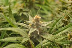 Fast Flowering Green Crack de HSO