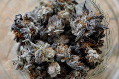 BLACK DOG de HSO