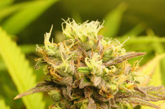 Fast Flowering Green Crack de HSO