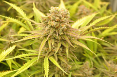 Fast Flowering Green Crack de HSO