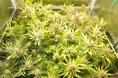 Fast Flowering Green Crack de HSO