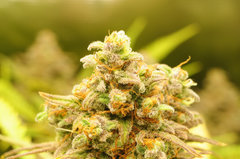 Fast Flowering Green Crack de HSO