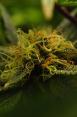 Afgan Kush de Linda Seeds