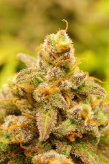 Fast Flowering Green Crack de HSO