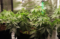 Red Hot Cookies de Sweet Seeds
