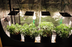 Red Hot Cookies de Sweet Seeds