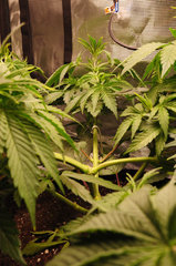 Red Hot Cookies de Sweet Seeds