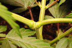 Red Hot Cookies de Sweet Seeds