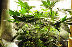 Red Hot Cookies de Sweet Seeds