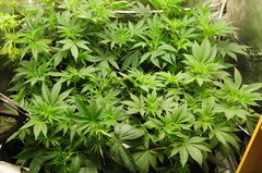 Red Hot Cookies de Sweet Seeds