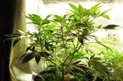 Red Hot Cookies de Sweet Seeds
