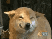 smile-dog.gif.8c7e3b972a3abc54a4001d20bdd25ac1.gif