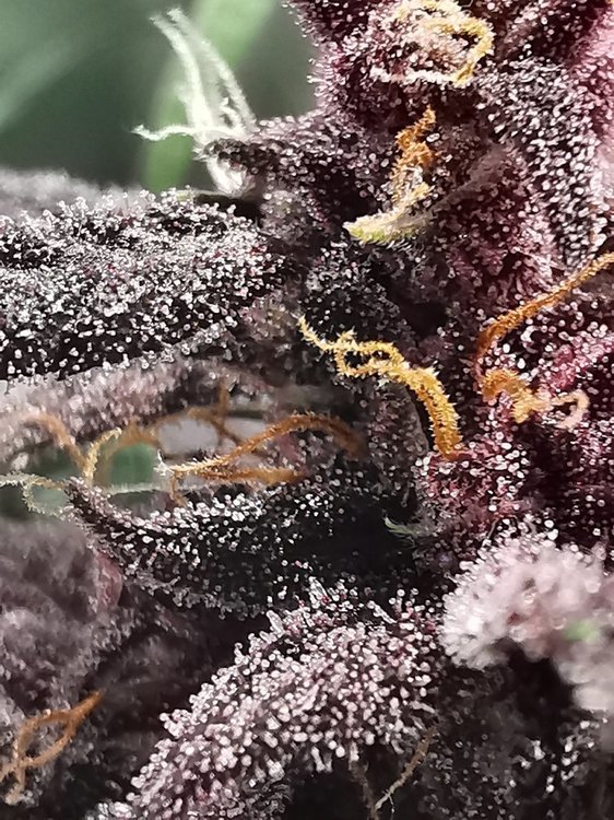 macro (2).jpg