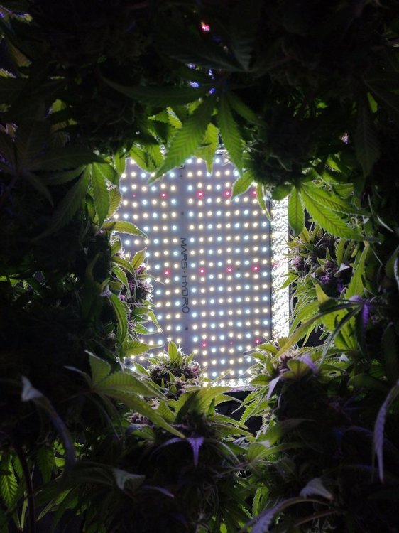 TS1000 led grow light - Mars Hydro.jpg