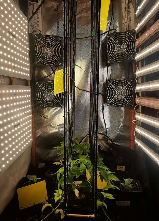 3591363_tropical-fuel-graine-exotique-peche-afghane-x-singe-bleu-graine-exotique-blueberry-x-black-d-ndu-kush-fem-critical-poison-fast-grow-journal-by-soo.thumb.jpg.286d2d50b160a8903f06adbc48cd783b.jpg
