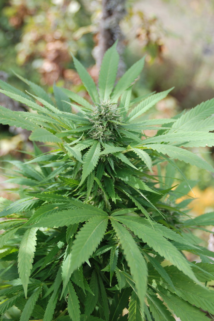 pineapple express