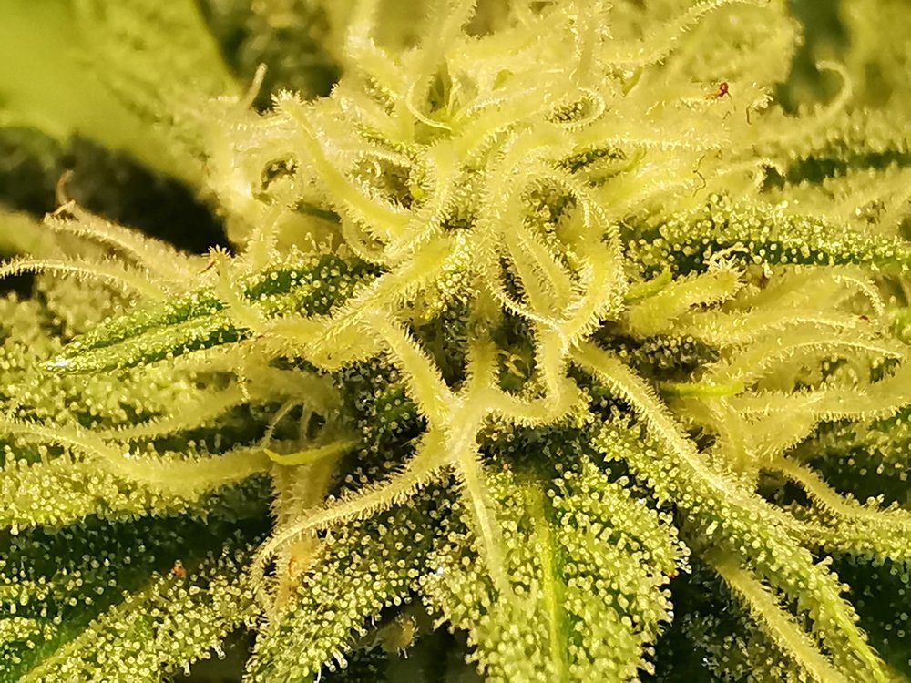 IMG_20210215_121936.thumb.jpg.82579436409c18d29a22a149f8316fb5.jpg