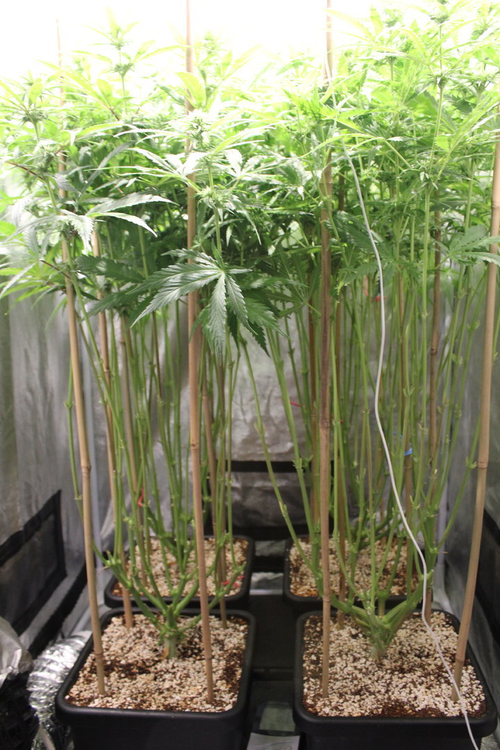 https://www.cannaweed.com/uploads/monthly_2021_02/IMG_6868.JPG.0f5f4a915842391efd15f16ad9cb626f.JPG