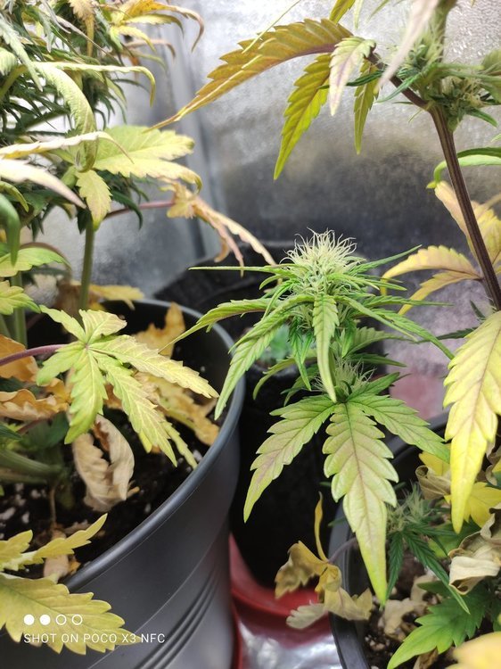 Plant15023.jpg