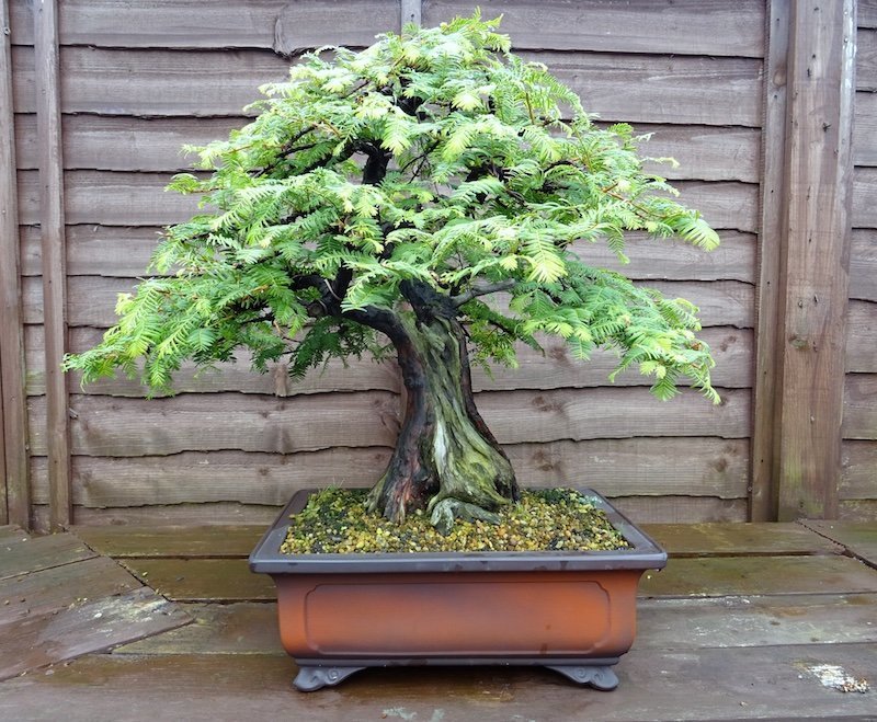 bonsai-dawn-redwood.jpeg.9c39c1642819d7cdb2c5ce1bd2af2088.jpeg