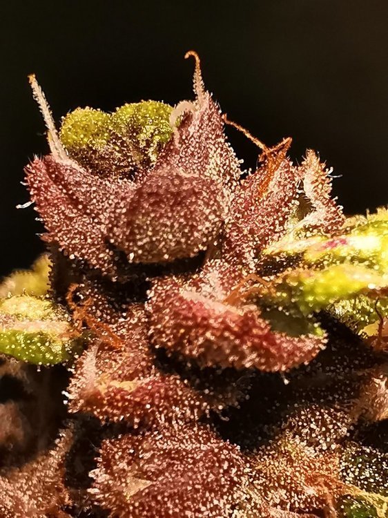 bud.jpg