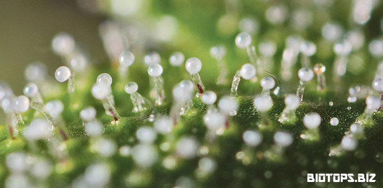 cannabis-trichomes-laiteux.jpg.f4f83e29b2ec2fd1852959675c9aa29e.jpg