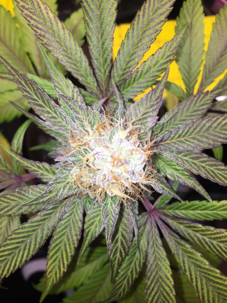Session Purple