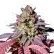 kuukush