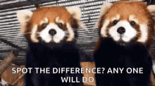 red-panda-pandas.gif.725af0d93c5d89260e1a5758e9a24a65.gif