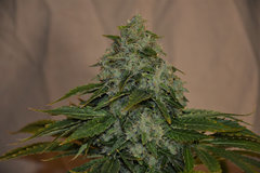 Road Dawg 4# 12+ 57j (9).jpg