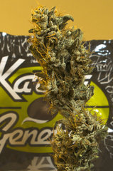 Crumbled Lime/ Karma Genetics