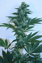 Head Banger 7# 12 +46j (19)