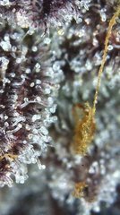 Tritris chocolate zkittles 9eme semaine floraison