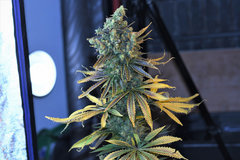 Tangie 2# 12+ 63 (7).jpg