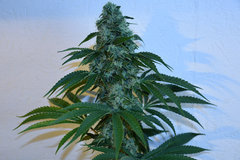 Head Banger 4# 12 +46j  (12)