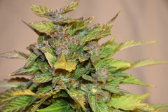 Blue Alchemy 12 + 57j  (9).jpg