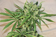 Tangie 1# 12+ 60 (7).jpg